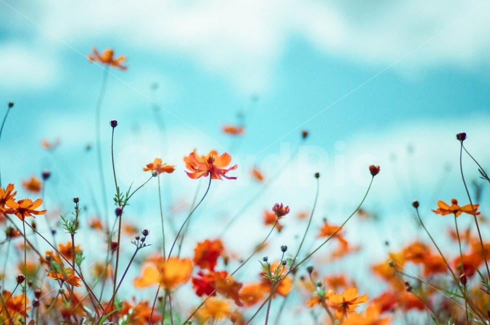 코스모스,가을,꽃,하늘,필름사진,빈티지,가을,계절,fall,autumn,season,식물,자연,plants,nature,꽃,flower,감성,sensible,feeling,plant