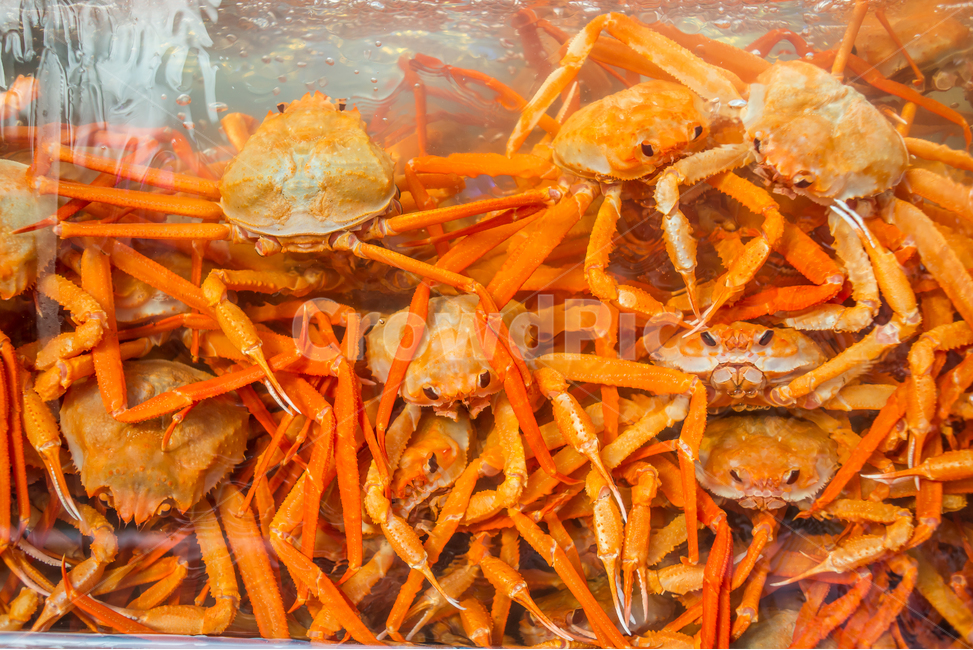 홍게,게,꽃게,랍스터,식품,해물,해산물,홍게찜,크랩,crab,braisedredcrab,redsnowcrab,음식,식재료,요리,food,cook,meal,dishes,food reserves,수산물,해산물,fishery products,seafood