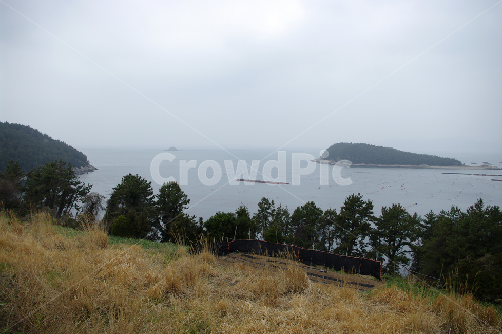 풍경,나무,소나무,식물,plant,자연,nature,섬,바다,자연,풍경,nature,landscape,outdoors,옥외,land,땅,ocean,대양,sea,water,물,shoreline,해안선,coast,연안