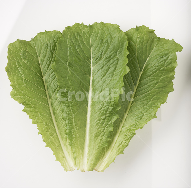 로메인,이태리,샐러드,흰색배경,누끼,그룹,잎,농사,농업,채소,건강,미국,음식,식물,음식,식재료,요리,food,cook,meal,dishes,food reserves,채소,야채,vegetables,누끼,remove background