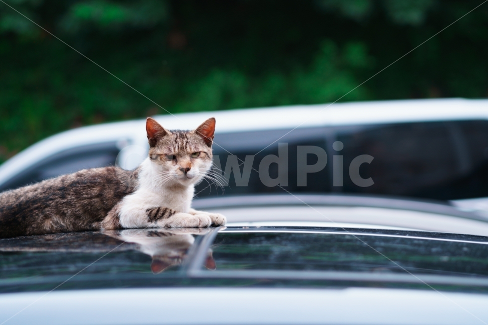 고양이,길냥이,경계,눈빛,여름,마주침,만남,근접,조우,동물,animal,포유류,mammal,고양이,cat,kitten,kitty