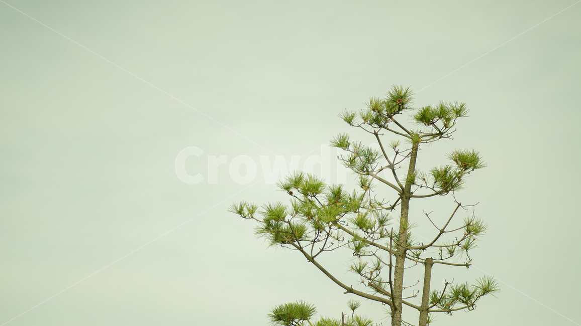 나무,식물,소나무,풍경,자연,tree,plant,나무,trees,wood