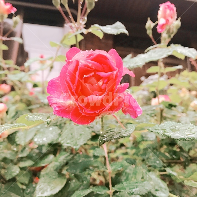 꽃,아침이슬,새벽감성,출근길,봄,flower