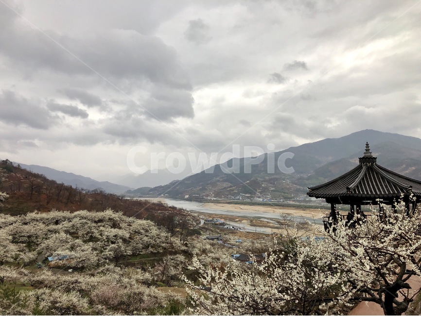 매화,광양,농장,꽃,봄,섬진강,봄,계절,spring,season,자연,풍경,nature,landscape,한국자연풍경,한국자연경관,korea nature landscape