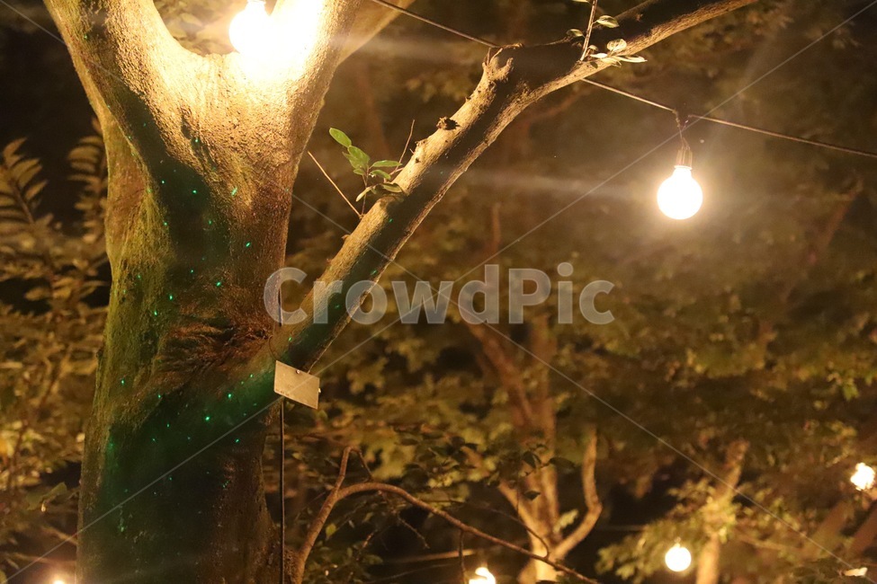 flare,플레어,light,빛,나무,식물,자연,plants,nature,나무,trees,wood