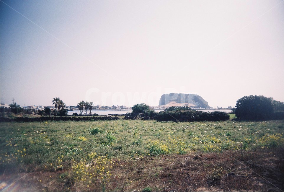 제주,유채꽃,성산일출봉,제주도,필름사진,필름카메라,풍경,자연,풍경,nature,landscape,제주도,jeju,jeju island,ground,바닥,outdoors,옥외