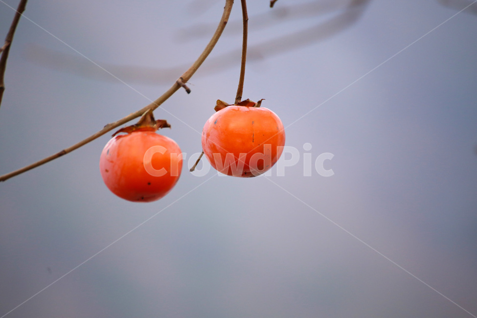 감,나무,열매,fruit,produce,음식,과일,열매,fruit