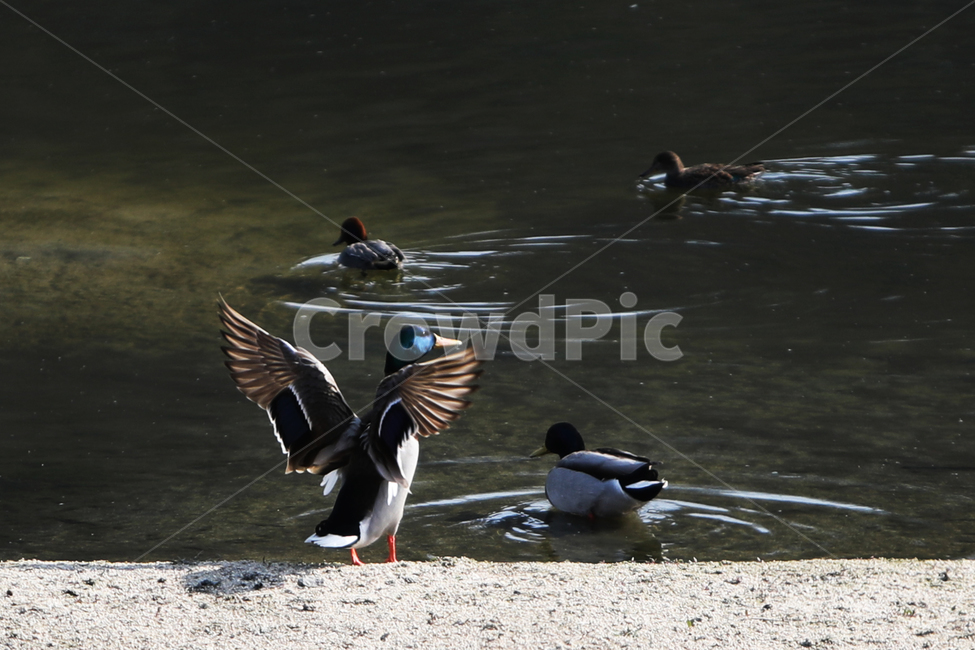 조류,bird,새,야생조류,오리,백로,외가리,동물,animal,조류,새,birds