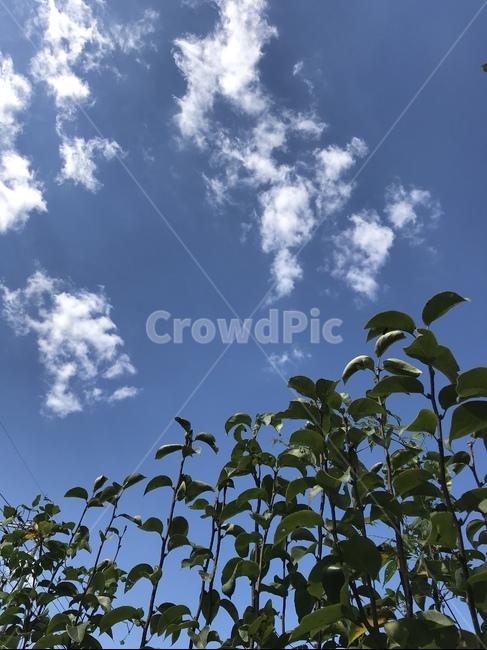 자연,하늘,나무,구름,풍경,힐링,sky,blue,tree