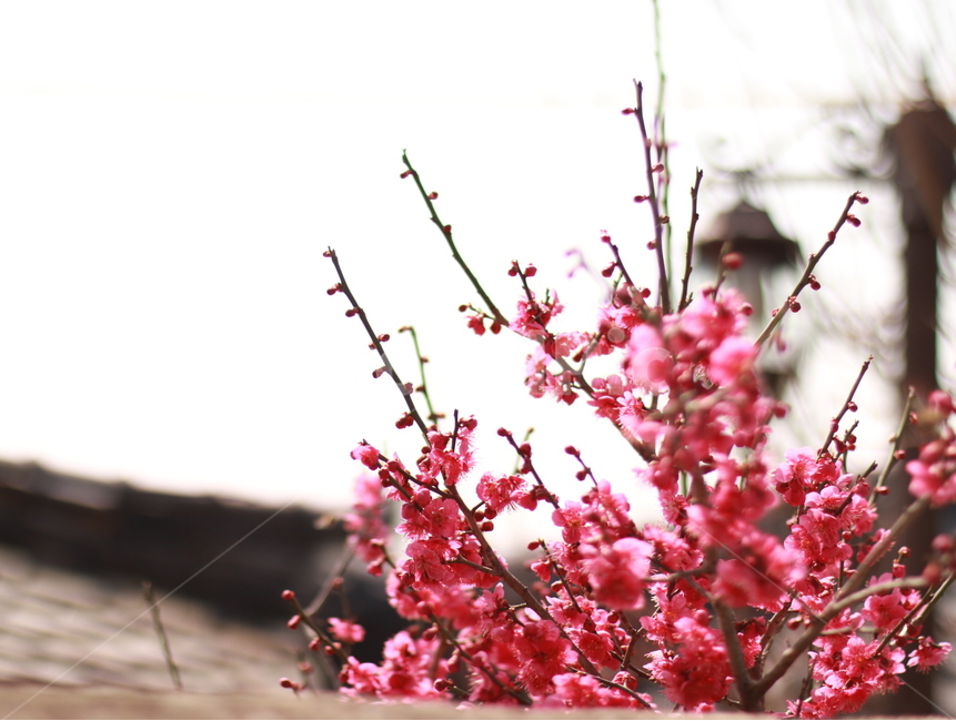 봄,매화,홍매화,매화나무,봄꽃,대룡마을,식물,꽃,봄,계절,spring,season,식물,자연,plants,nature,꽃,flower,감성,sensible,feeling,plant,blossom