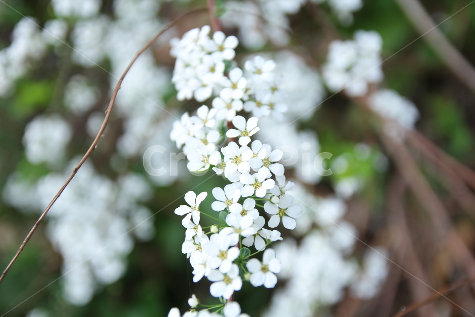 봄꽃,흰색꽃,식물,자연,꽃나무,spring,봄