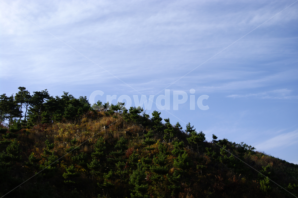 나무,식물,plant,하늘,구름,산,자연,풍경,nature,landscape,outdoors,옥외
