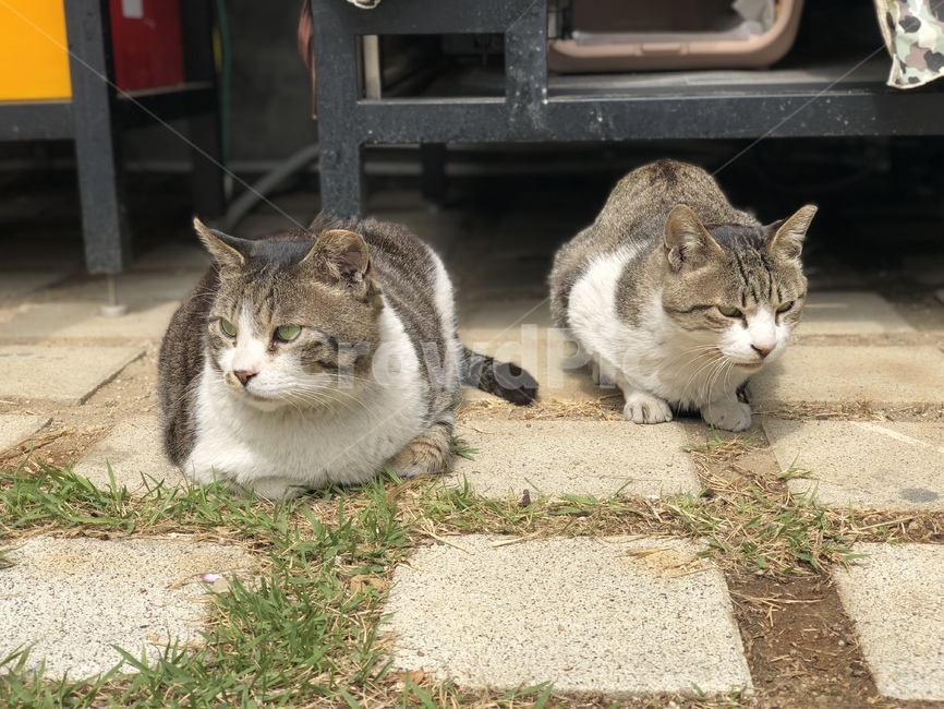 고양이,cat,동물,animals,cats,동물,animal,포유류,mammal,고양이,cat,kitten,kitty