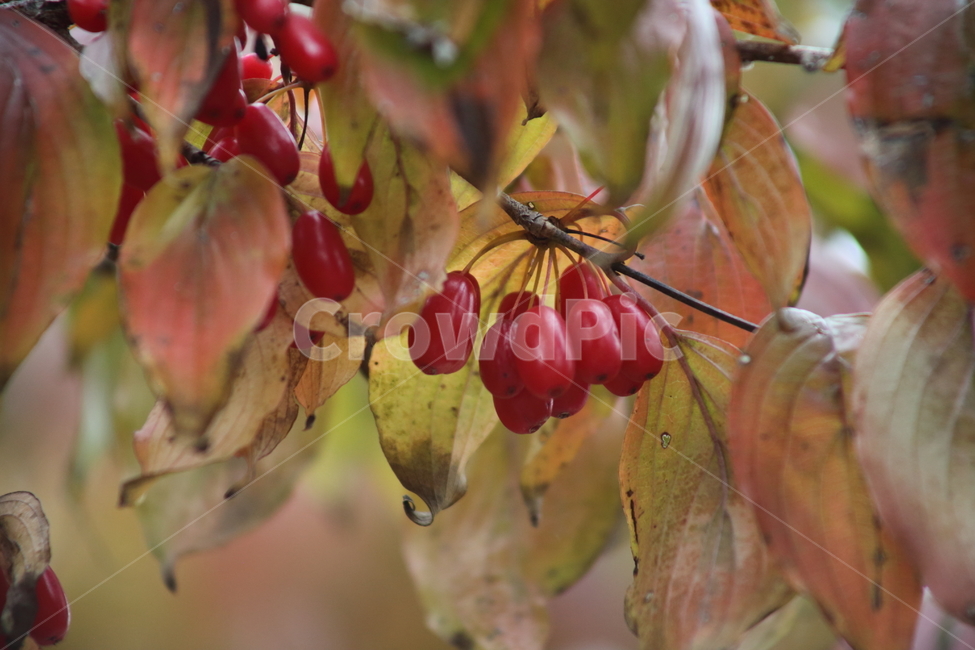 산수유,열매,빨강,가을,japanesecorneliancherry,식물,자연,plants,nature,과일,열매,fruit