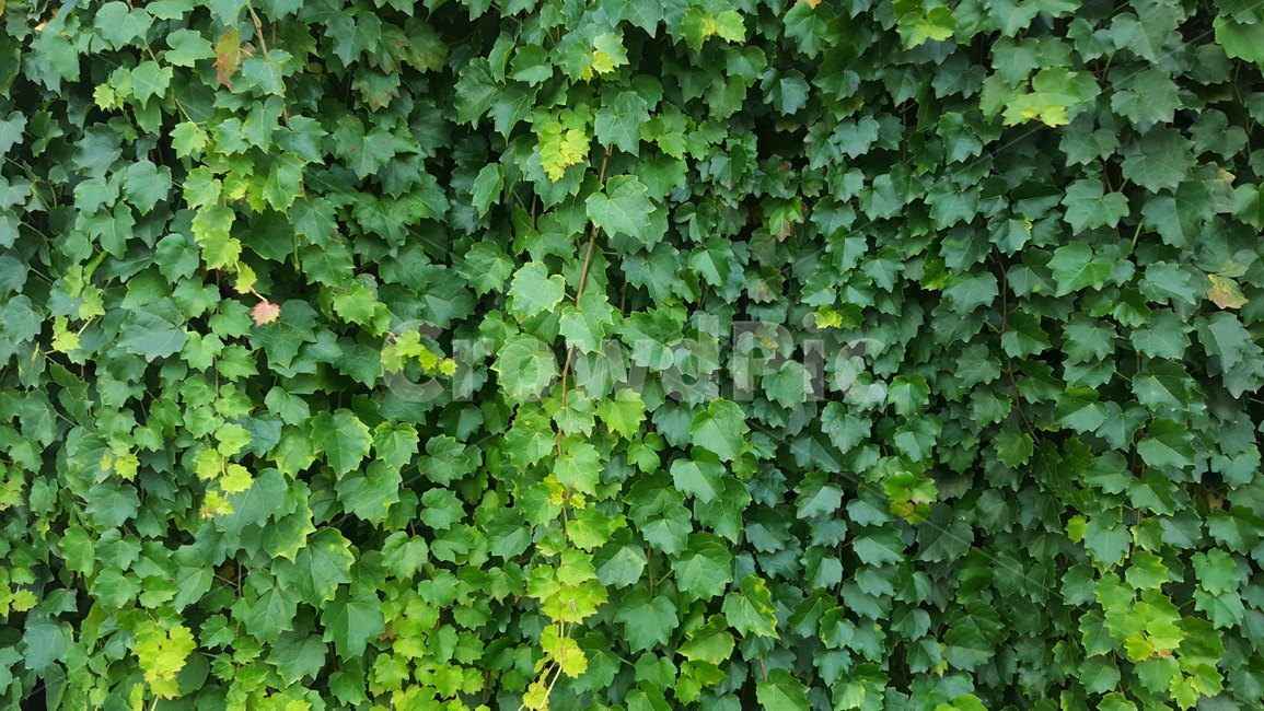 자연,배경,나뭇잎,초록색,녹색,식물,자연,plants,nature
