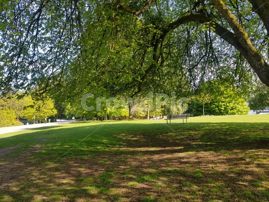 plant,잔디,공원,나무,tree,park,식물,자연,plants,nature,나무,trees,wood