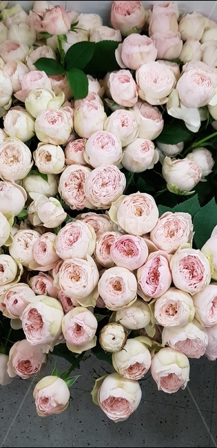 장미,장미꽃,꽃,rose,flower,plant