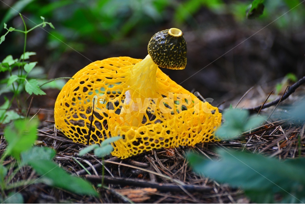plant,식물,fungus,진균류,버섯,망태,망태버섯,노랑,노랑망태버섯,독버섯,여름,계절,습지,포자,자연,버섯,mushroom