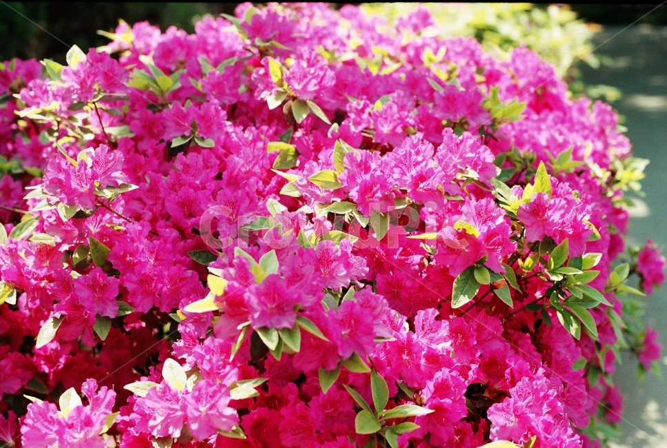 꽃,진달래,분홍,필름,아름다움,봄,식물,자연,plants,nature,꽃,flower