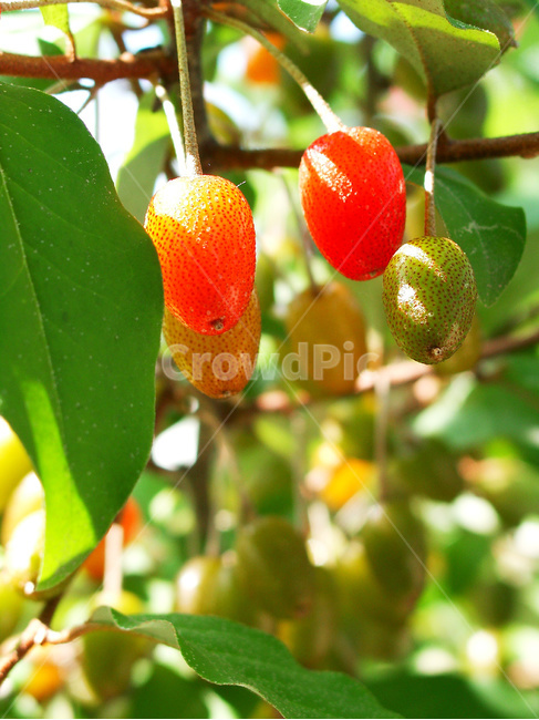 보리수,보리수열매,보리수나무,보리수재배,보리수과일,과일,열매,fruit,채소,야채,vegetables