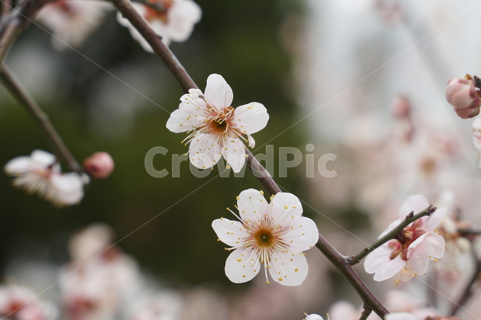 매화,꽃,길가,봄,빠른꽃,식물,자연,plants,nature,꽃,flower