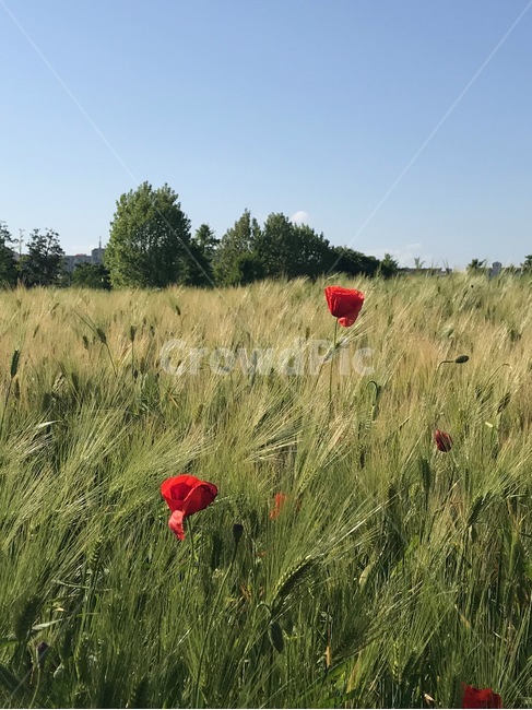 꽃,flowers,양귀비,식물,아름다운,공원,배경,맑은하늘,빨강색,예쁜,계절,feautiful,자연,plants,nature,구근식물,양귀비축제,꽃축제,힐링,식물,자연,plants,nature,꽃,flower