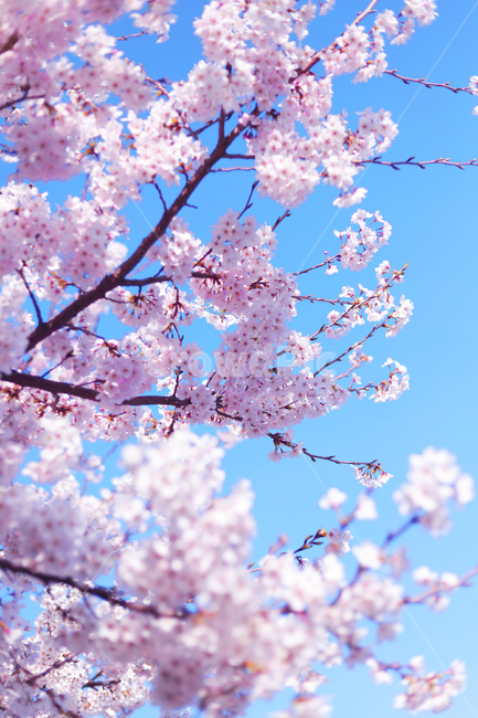 봄,꽃,벚꽃,하늘,배경,감성,cherryblossom,cherry