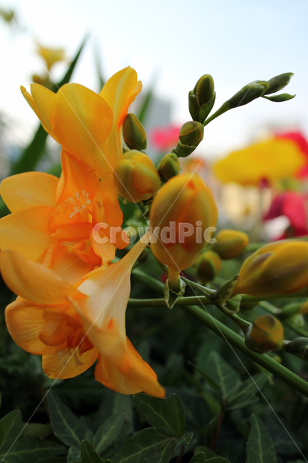 꽃,flowers,봄,식물,계절,정원,꽃밭,컬러풀,클로즈업,자연,꽃잎,가드닝,텃밭,아름다움,뷰티,백그라운드,배경,배경이미지,노랑,노란꽃,후리지아,식물,자연,plants,nature,꽃,flower