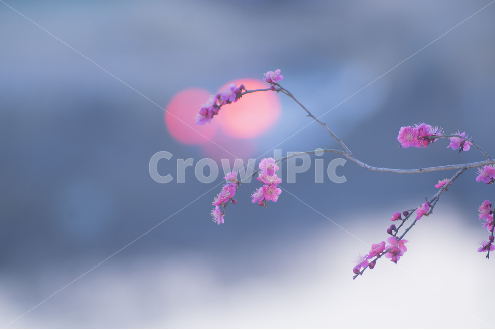 red plum blossom,spring flowers,Bimea,Spring news,nonplum blossom,bokeh,plum blossom