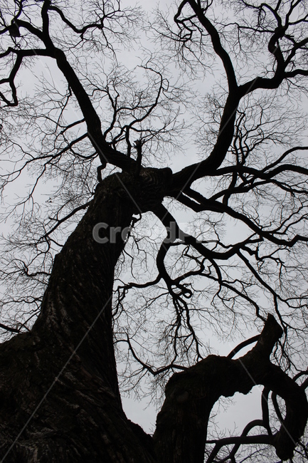 tree,나무,plant,식물,나무줄기,treetrunk,식물,자연,plants,nature,나무,trees,wood