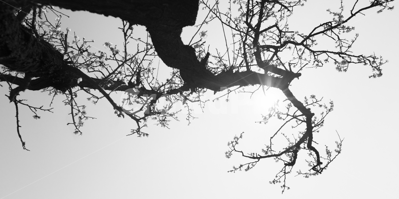 매화,고매화,선,매화꽃,꽃,식물,자연,plants,nature,꽃,flower,나무,trees,wood,실루엣,그림자,silhouette,shadow,흑백,모노톤,monochrome,black and white
