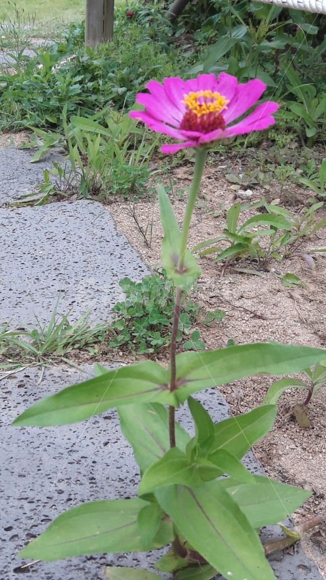 꽃,분홍,연두색,외로움,씩씩함,식물,자연,plants,nature,꽃,flower