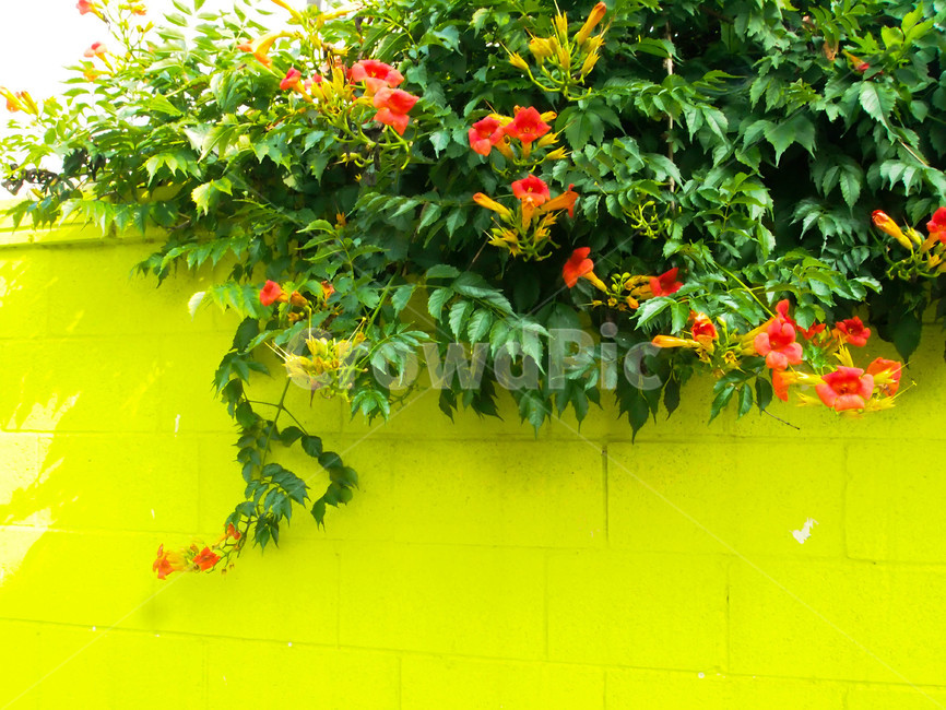 꽃,능소화,담장,벽,자연,풀,넝쿨,초록,녹색,식물,여름,식물,자연,plants,nature,꽃,flower
