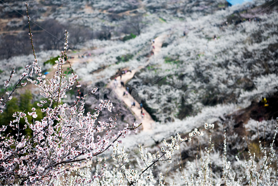 청매실,광양,매화,홍매화,봄꽃,봄,계절,spring,season,식물,자연,plants,nature,꽃,flower,plant,blossom