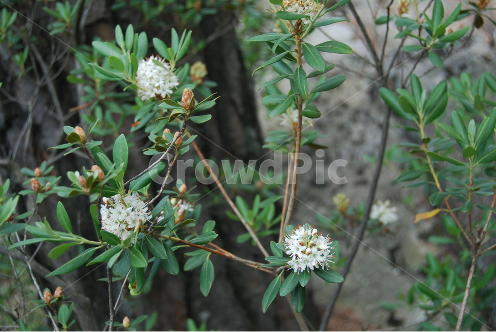 식물,야생화,들꽃,자연,봄,식물,자연,plants,nature