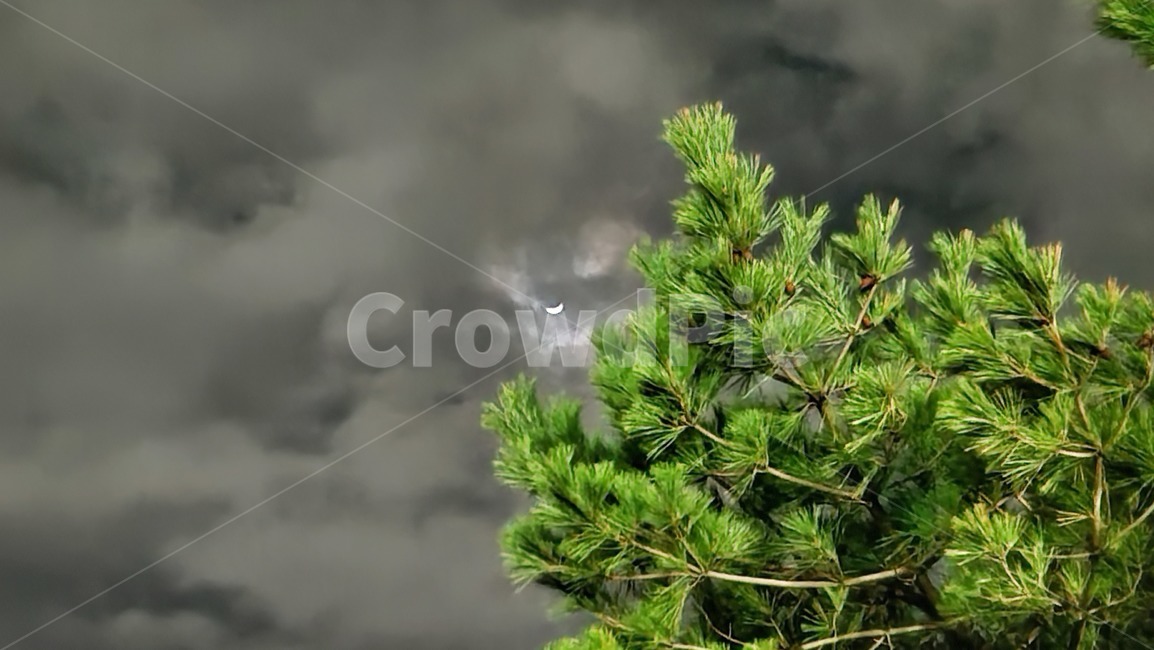 달,plant,식물,tree,나무,conifer,밤하늘,구름