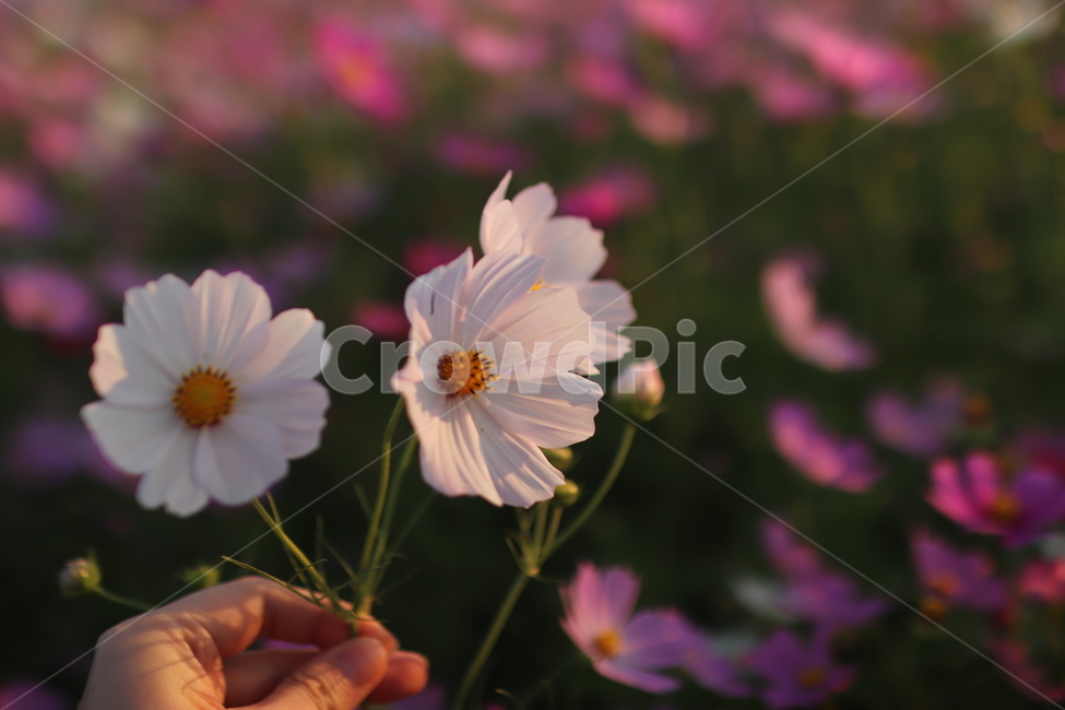 꽃,코스모스,가을,감성,대저,flower,cosmos,가을,계절,fall,autumn,season,식물,자연,plants,nature,꽃,flower,plant