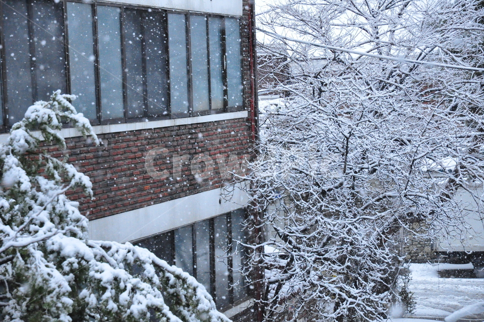 겨울,함박눈,눈,첫눈,나무가지,가지,나무,겨울,계절,winter,season,건축물,건물외관,exterior,building,structure,architecture,construction