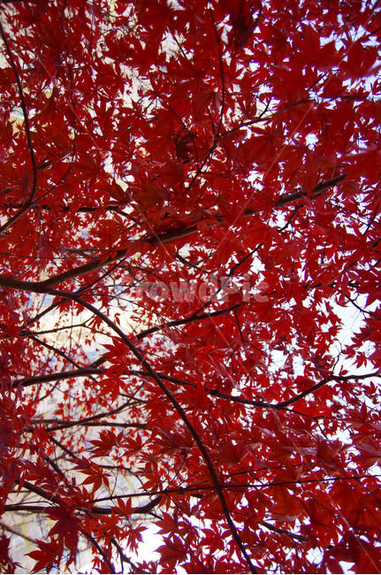 가을,단풍,낙엽,red,sensitive,울긋불긋,fall,feeling,배경,자연,풍경,가을,계절,fall,autumn,season,식물,자연,plants,nature,leaf,잎,plant,tree,나무,maple