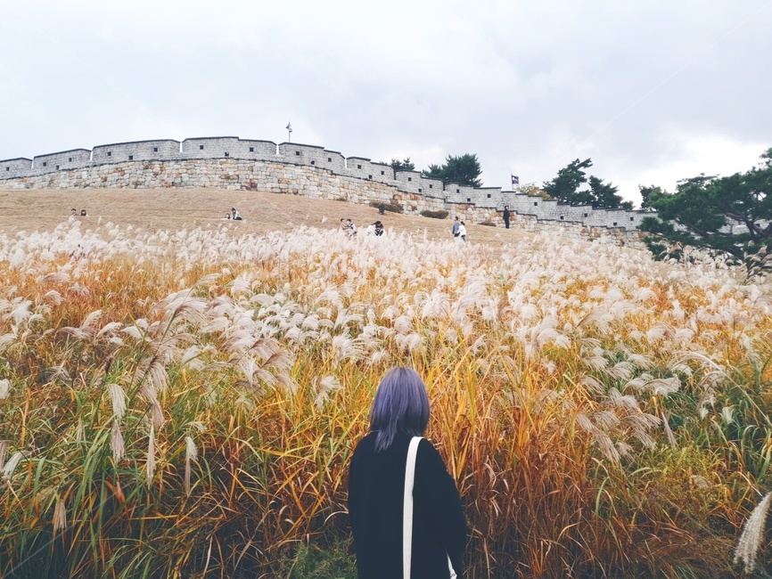갈대,동북각루,여성,뒷모습,가을,잔디,plant,식물,여자,잔잔한,가을,계절,fall,autumn,season,식물,자연,plants,nature,사람,인물,인간,human,person,여성,여자,woman,female,lady