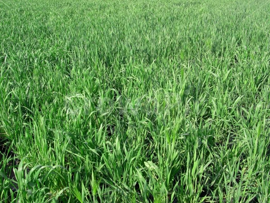 논,벼,농사,식물,농업,시골,마을,풍경,landscape,country,rural,town,식물,자연,plants,nature