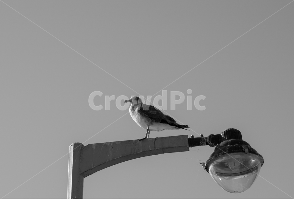 새,갈매기,가로등,동물,조류,동물,animal,조류,새,birds,흑백,모노톤,monochrome,black and white