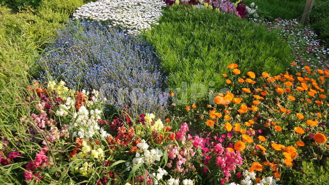꽃,식물,자연,자연물,감성,flower,nature