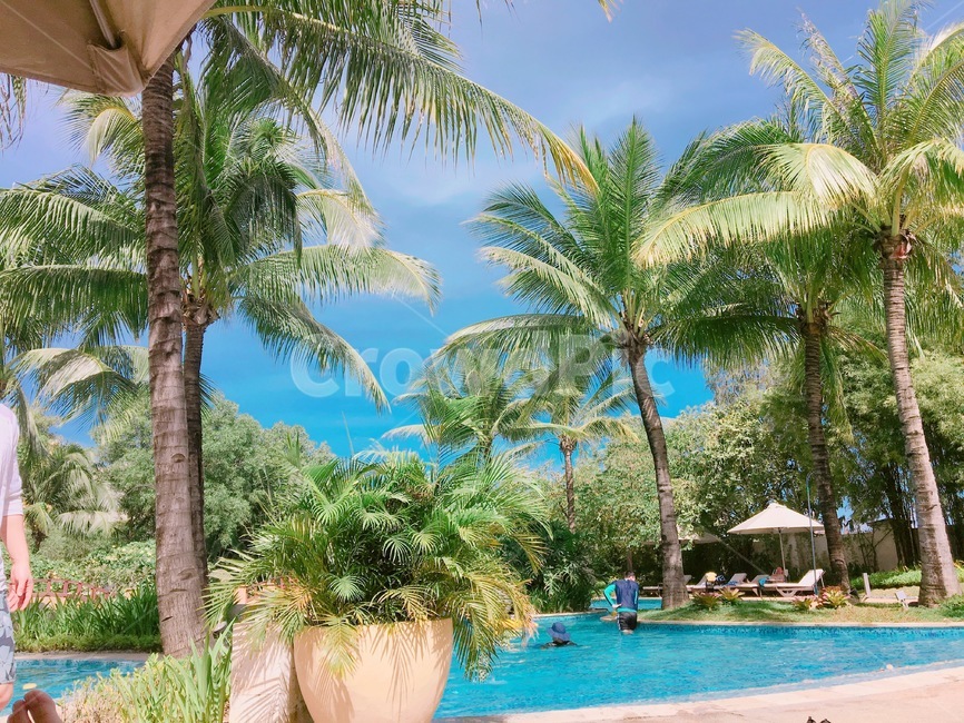 summer,여름,야자수,수영,수영장,pool,물놀이