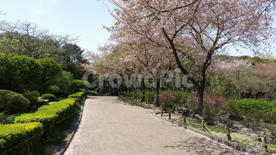 공원,나무,벚꽃,자연,풍경,park,tree,nature,landscape,scenery,cherryblossoms