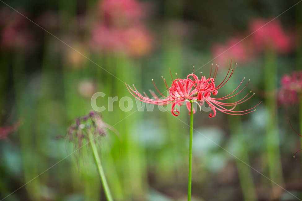 plant,꽃,식물,꽃잎,flower,식물,자연,plants,nature,꽃,flower