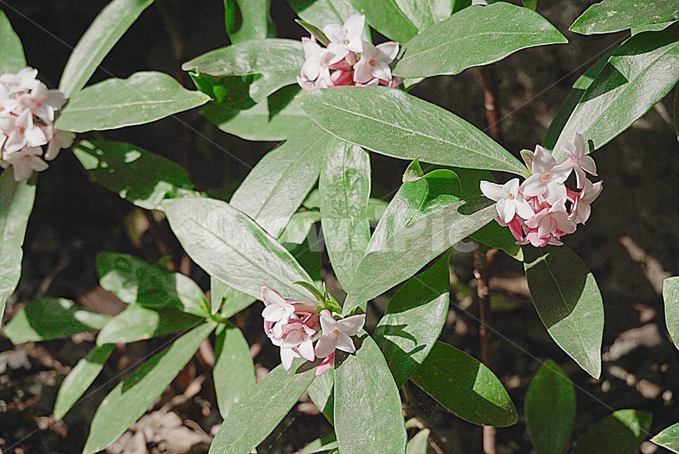plant,식물,flower,blossom,꽃,잔잔과,acanthaceae