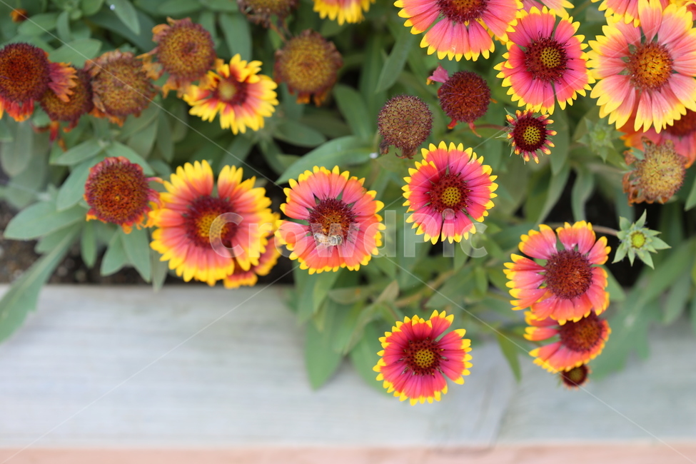 꽃,벌,꿀벌,식물,동물,자연,풍경,식물,자연,plants,nature,꽃,flower