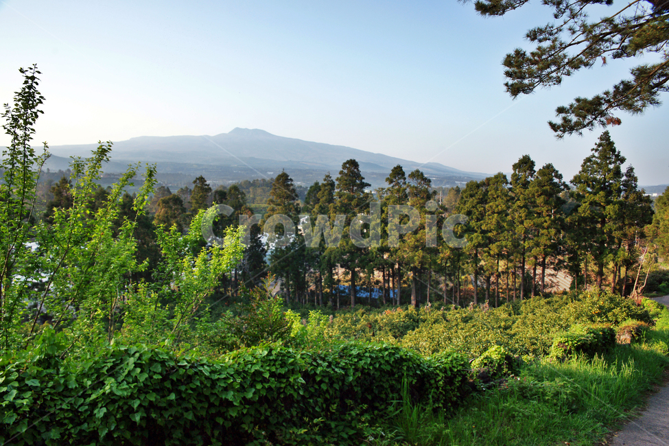 밭,제주,올레71코스,올레길,서귀포,한라산,중산간,자연,풍경,nature,landscape,tree,나무,plant,식물,fir,전나무,outdoors,옥외