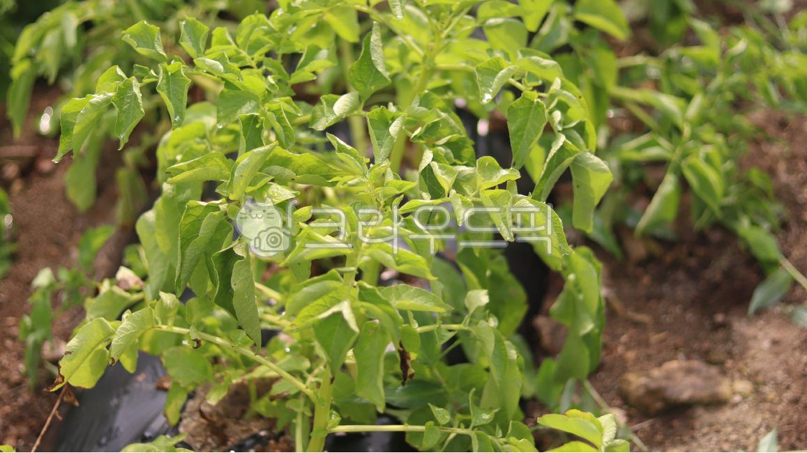 시골,흙,감자,감자캐기,감자밭,potato,식물,채소,밭,농장